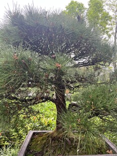 精致盆景松树