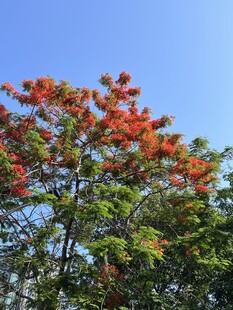 绚烂红花树