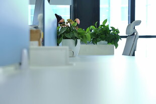 办公桌上的清新绿植