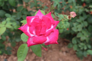 娇艳粉色月季花