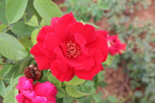 娇艳红玫瑰绽放绿叶间