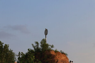 小浪底屋顶上的鸟