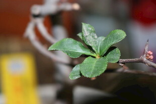 金属旁的嫩绿植物