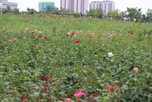 玫瑰盛放的美丽花田