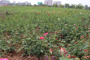 玫瑰种植园 