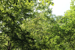 茂密树林绿意盎然