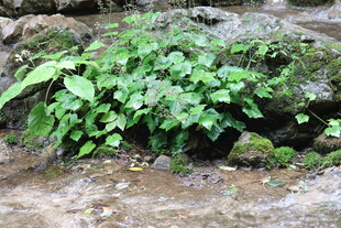 溪边翠绿植物生机盎然