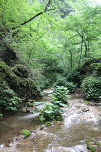 山间溪流旁的绿意景致