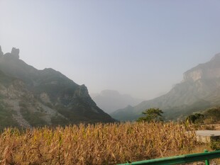 山间金黄玉米地美景