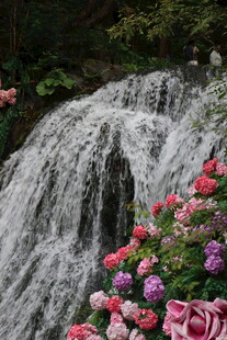 瀑布旁绽放的多彩花卉
