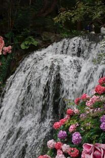 瀑布旁绽放的多彩花卉
