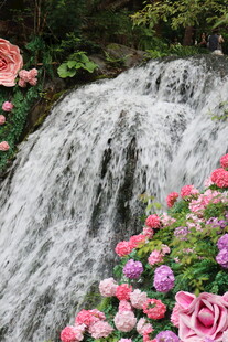 瀑布旁绽放的多彩花卉