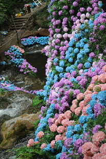 五彩绣球花装点山间小径