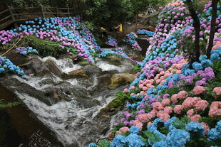 溪边多彩花卉景观