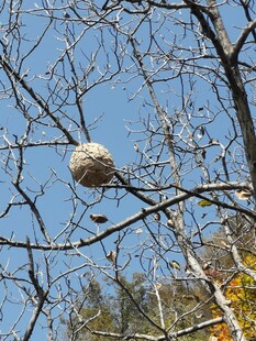 树枝上的马蜂巢