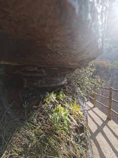 山间栈道旁的自然景致