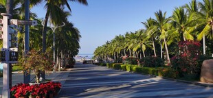 椰树成排的美丽道路