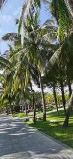 椰树成排的林荫小道