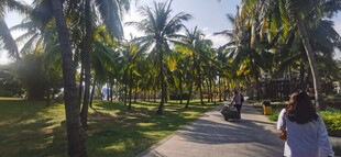 漫步椰林小道