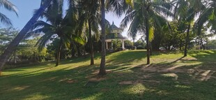 热带风光中的葱郁棕榈林