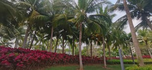 椰树旁的艳丽花丛