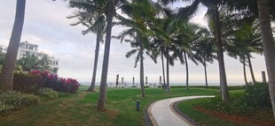 椰林环绕的蜿蜒小径