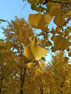 秋日银杏林美景