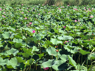 夏日荷塘荷花荷叶美景