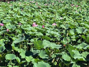 夏日荷塘荷花荷叶美景