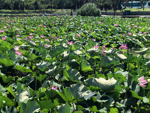 夏日荷花池美景
