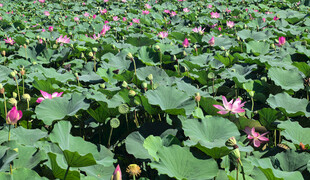 夏日荷花池美景