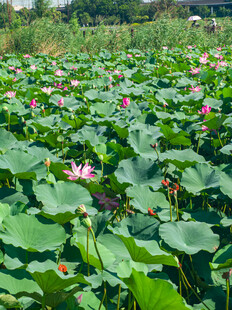 夏日荷塘荷花绽放美景