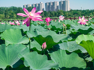 夏日荷花盛开美景