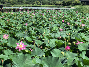 夏日荷花池美景