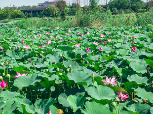 夏日荷花盛开的美丽荷塘