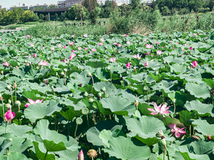 夏日荷花池美景