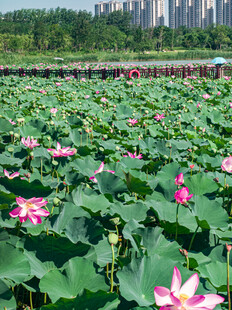 夏日荷塘荷花绽放美景