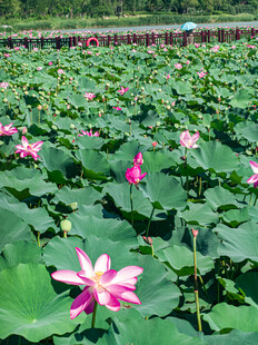 夏日荷花盛开的美丽荷塘