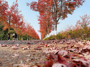 秋日红叶铺就浪漫小路