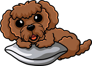 趴着的可爱棕色泰迪犬