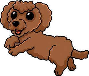 跳跃的棕色泰迪犬