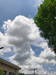 蓝天白云下的绿树与建筑