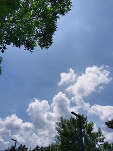 蓝天绿树间的白云美景