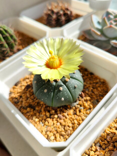 精致盆栽仙人球绽放花朵