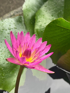 娇艳粉色睡莲绽放