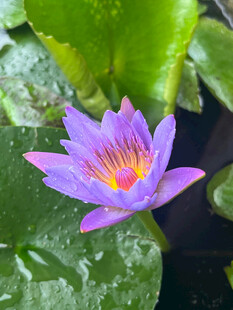 紫色睡莲绽放于绿叶间