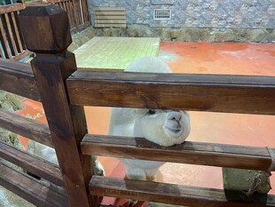 围栏边好奇张望的羊驼