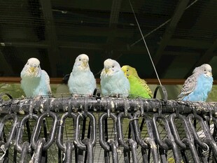 多彩鹦鹉站于金属架上