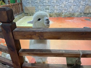 围栏边可爱的羊驼