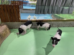 小猪在室内玩耍场景